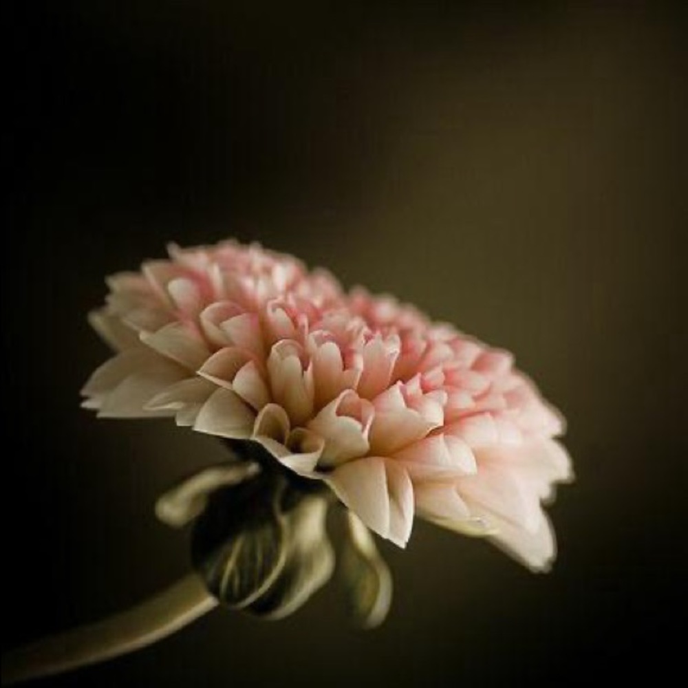 Meet your Posher, Ninja20